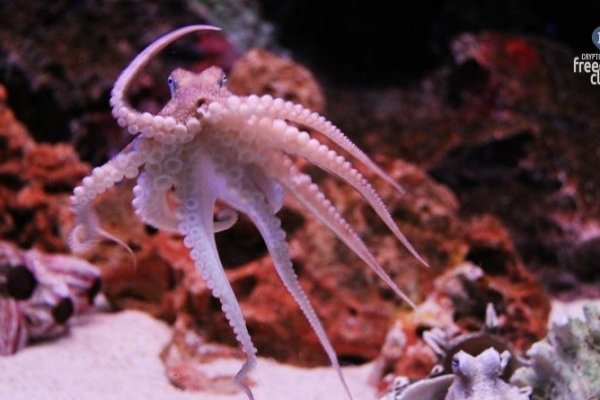 Kraken darknet market зеркало
