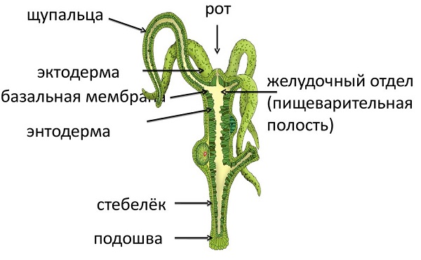 Кракен ссылку где